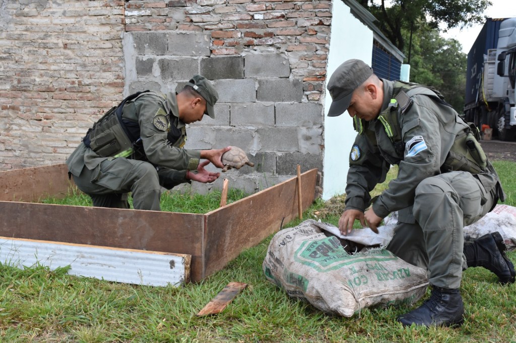 Animales silvestres fueron encontrados en carga de&nbsp;camión