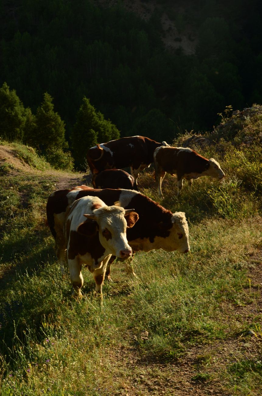 Robo ficticio de 150 vacas: la coartada de un&nbsp;contrabando