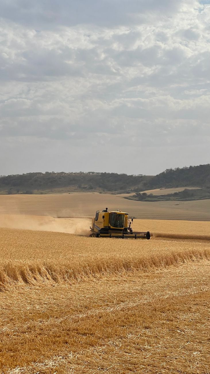 Urea en baja: El escenario que redefiniría trigo, maíz y la estrategia agrícola