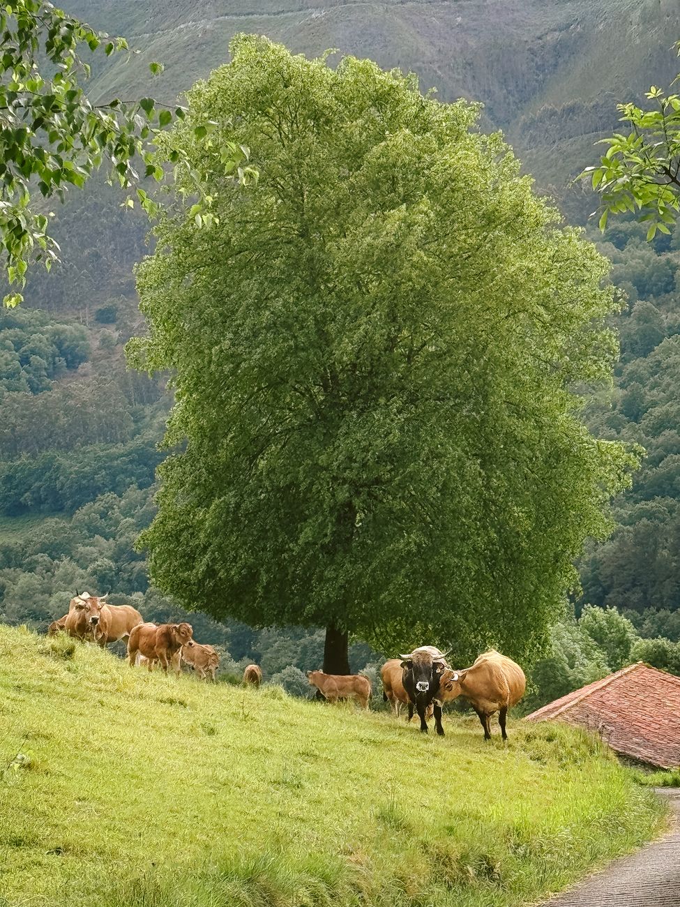 Ganadería argentina: hacia animales mas pesados y de mejor&nbsp;calibre