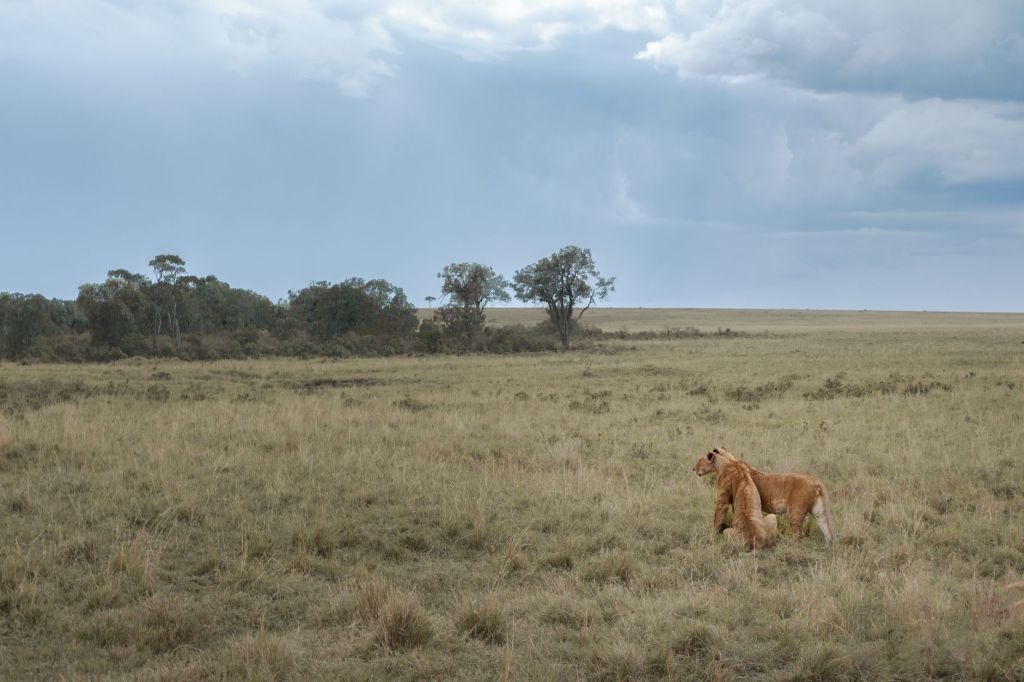 Ataques diarios de pumas vacian rodeos: productores al borde del&nbsp;colapso