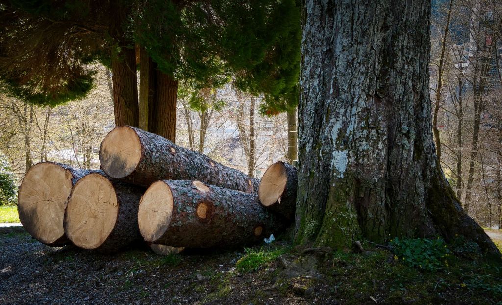 Sector forestal busca despegar entre caida de demanda y&nbsp;logistica