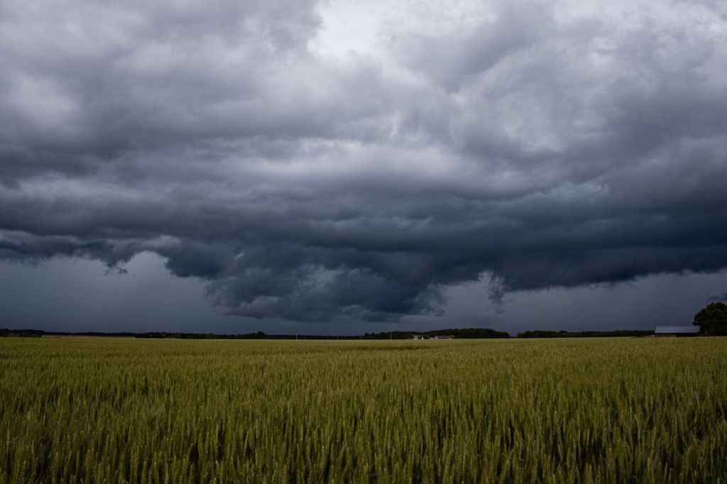 Lluvias de El Niño benefician trigo y preparan suelo para&nbsp;soja